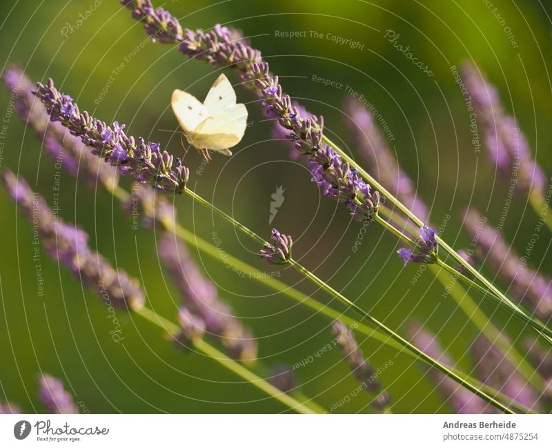 Cabbage white butterfly foraging on a lavender flower angustifolia feeding eating wildlife lavandula cabbage white pollination lavander bush macro blossom