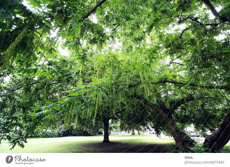 Caucasian wing nut Tree Tree trunk branches fruits Park Green Old Fruit Deciduous tree Walnut plant tight Growth Plant city greening Nature urban twigs Meadow