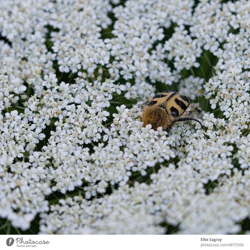 Banded brush beetle on wild carrot Insect Macro (Extreme close-up) Bee chafer Nature Exterior shot Beetle Colour photo Plant Wild carrot blossom Deserted