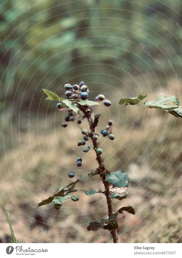 common mahonia plant. Plant Nature Berries Exterior shot Close-up Shallow depth of field Environment Detail Deserted Colour photo Green Blur in the background