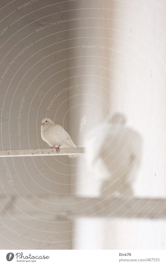 Pigeon duo, portrait format Animal Seville Spain Andalucia Town Wall (barrier) Wall (building) Facade Wild animal Bird 2 Dove of peace Relaxation Crouch Sit