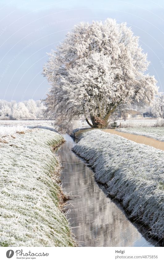 Winter wonderland - winter landscape covered with hoarfrost, a tree stands by the stream between meadows and fields Hoar frost chill Frost Idyll Brook Meadow