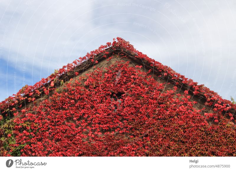 House gable overgrown with autumn colored wild vine pediment house gables Building House (Residential Structure) Overgrown Vine Virginia Creeper Autumn