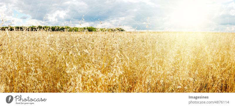 Oat field and sky. Organic golden ripe oat stalks on agricultural field against sun and sun rays oat field Sky Mature Oat straws agriculturally Sun Sunbeam Oats