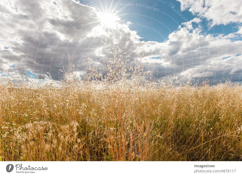 Oat field and sky. Organic golden ripe oat stalks on agricultural field against sun and sun rays oat field Sky Mature Oat straws agriculturally Sun Sunbeam Oats