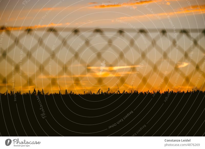 Sunset at the corn field seen through a fence. Sunlight Back-light Nature Beautiful weather Environment Evening Sky Summer Twilight Light Horizon Silhouette