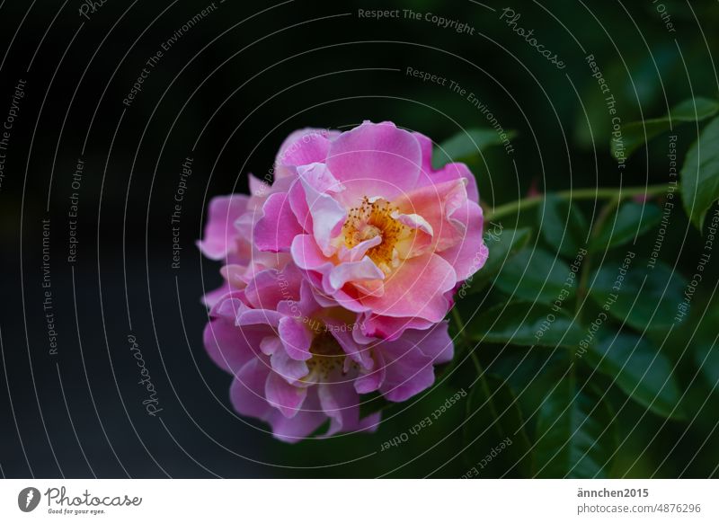 pink rose petals roses Blossom Plant Romance Flower Nature Summer Fragrance romantic Blossoming naturally Pink pretty Rose blossom fragrant flowering flower