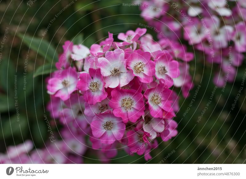 Small pink rose petals Summer Park Blossom Plant Exterior shot Flower Garden Colour photo Pink Blossoming pretty Nature Shallow depth of field Rose blossom