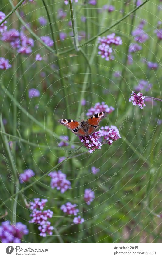 A butterfly sits on a purple flower Butterfly Summer Nature Insect Macro (Extreme close-up) Plant Colour photo Exterior shot Animal Grand piano Close-up Flower