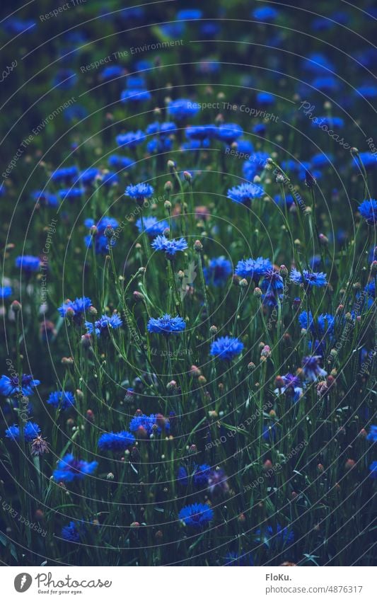 Cornflower meadow Bee Nature Flower Plant Blue Exterior shot Colour photo Blossom Field Blossoming Summer Environment naturally Wild plant Green Day Deserted