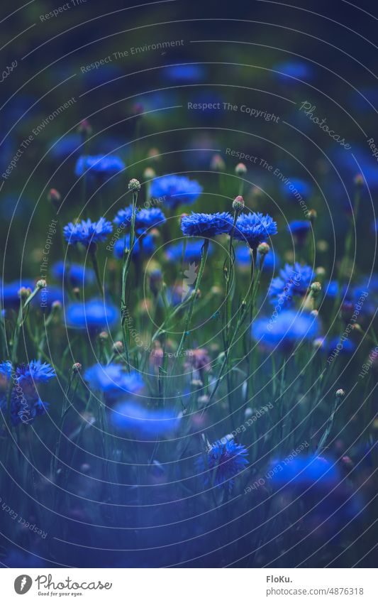 Atmospheric cornflower field Cornflower Flower Field Summer Nature Plant Blue Colour photo naturally Environment Exterior shot Wild plant Blossom Flower meadow