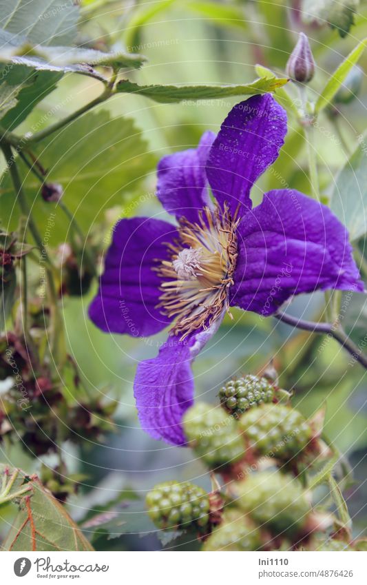 Climbing plants clematis and blackberry Creeper semi-shady unripe berries Clematis Blossom Stamen petals