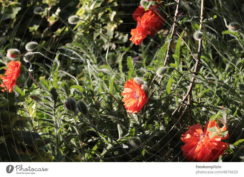 Poppies: flowers and buds poppy flower Poppy Corn poppy Summerflower Bud Blossom Poppy blossom Flower garden poppy red-orange summer garden summer flower Garden