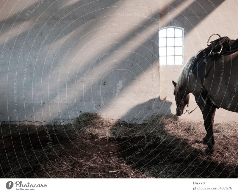 Waiting for the ride Ride Equestrian sports Riding stable Riding school Hay Straw Barn Wall (barrier) Wall (building) Window Animal Pet Farm animal Horse Pony