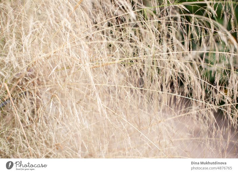 Neutral beige dry grass background. Natural backgrounds with grass in the field in autumn. outdoor season gardener natural meadow beautiful outdoors environment