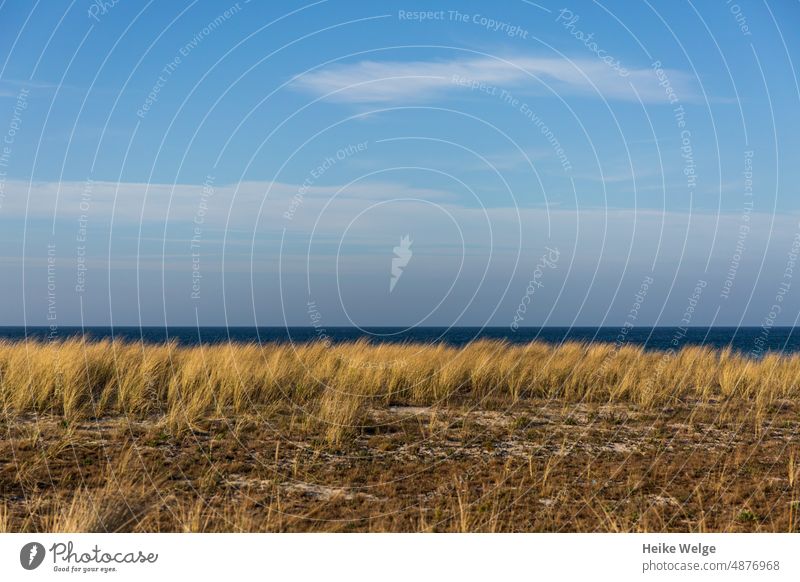 Baltic sea with dune grass in foreground Beach Ocean Sand Water Summer Vacation & Travel Baltic Sea coast Relaxation Sky Deserted duene Landscape Marram grass