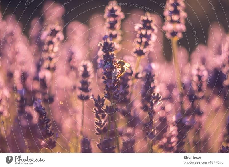 Lavender flowers in the last sunlight Plant Nature Blossom Violet Colour photo Flower Summer Fragrance Blossoming Exterior shot Medicinal plant naturally