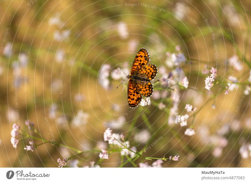 Small butterfly Butterfly Insect Animal Nature Wing Colour photo Macro (Extreme close-up) Close-up Animal portrait Detail Wild animal Plant Day Exterior shot