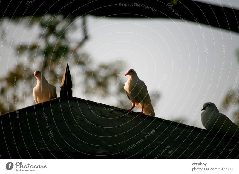 Dove standing on dovecote roof pigeon bird animal nature feather house outdoor birdhouse cage freedom no people beauty pet home peace wildlife white cute tree