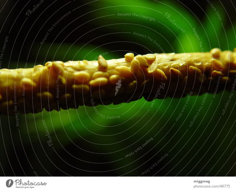 sesame stick Sesame Sesame stick Green Rod Calm Snack Brown Beige Nature Nutrition near name Macro (Extreme close-up) Plant