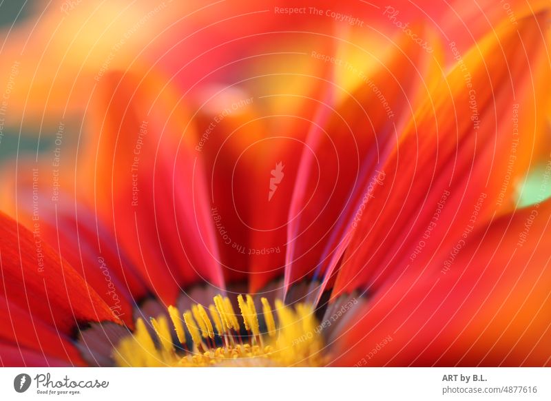 orange yellow flower cutout Flower Blossom macro Close-up detail Garden Beauty & Beauty Yellow Orange