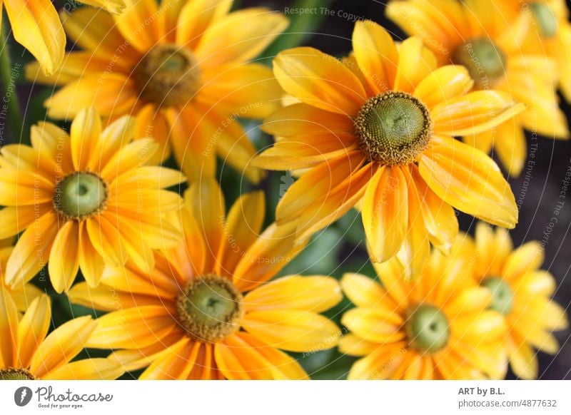 Flowers of Rudbeckia fulgida, yellow coneflower Summer Season fresh from the summer blossoms Yellow sunny yellow Flowerbed Garden Fresh freshness Plant