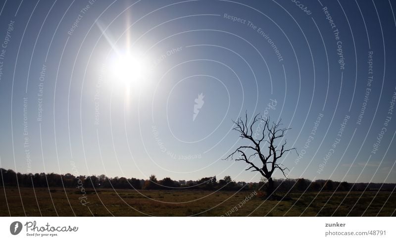 The tree is dead Tree Meadow Grass Back-light Sun Death Branch Twig Far-off places Sky