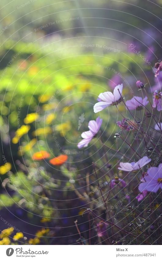 sunshine Garden Spring Summer Flower Blossom Blossoming Fragrance Multicoloured Moody Beginning Hope Idyll Nature Growth Flower meadow Meadow flower Cosmos