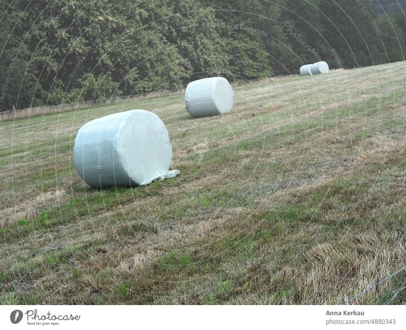 Silo bales in the field silo bales Silage film Field Agriculture Arable farming & livestock breeding Exterior shot Deserted Grain Meadow rural area rural scene