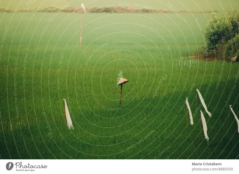 Asian conical hat left in the middle of a lush green rice paddy in Tam Coc in Ninh Binh, Vietnam asian conical hat tam coc ninh binh vietnam travel agriculture