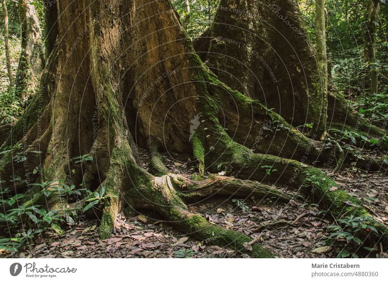 Old tree roots spread across the forest floor in Cuc Phuong National Park in Ninh Binh Vietnam cuc phuong national park ninh binh vietnam environment green