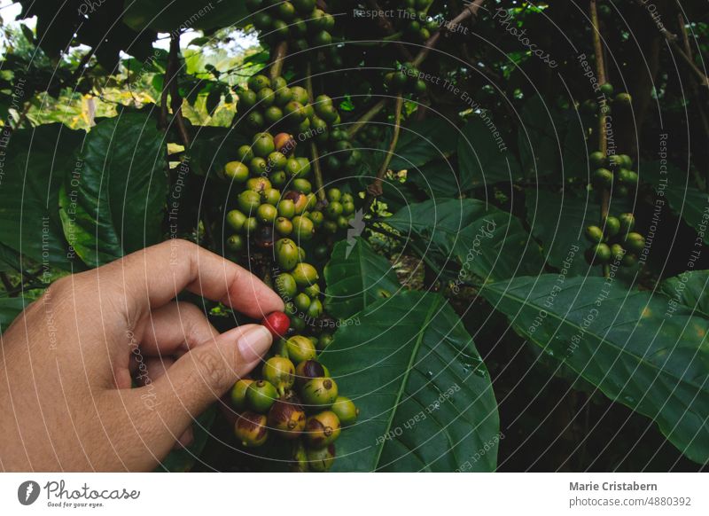 Farmer's Hand Checking Coffee Berries In an Organic Farm sustainable lifestyle livelihood eco friendly raw coffee bean farmer organic agriculture examining