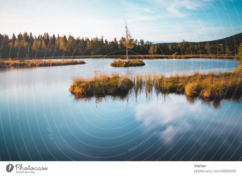 Sunset at a famous tourist spot in the Bohemian Forest in the south of the Czech Republic.The peat bog hides natural treasures in the form of a small birch tree on an island. Chalupska slat, Sumava