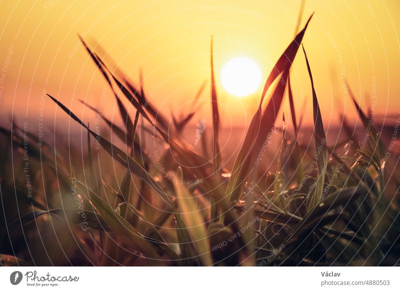 Red-yellow light illuminates blades of grass in a field in the Czech Republic. An orange orb permeates the green vegetation czech republic beskydy