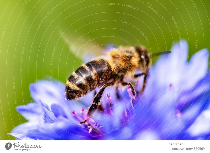 Summ Summ Summ Animal portrait blurriness Sunlight Contrast Light Day Deserted Macro (Extreme close-up) Detail Close-up Exterior shot Colour photo Warmth Honey