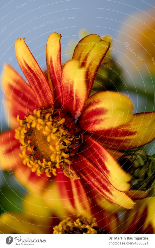 Zinnia, Zinnia elegans, Zinnia hybrid, bicolor inflorescence with reddish yellow ray florets. Plant zinnia zinnia elegans Hybrids Two-tone blossom red/yellow