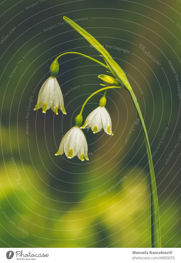 Marigold - Leucojum Vernum Snowdrop Snowdrops" Spring White Green Nature Macro (Extreme close-up) Close-up Colour photo Exterior shot naturally Spring fever