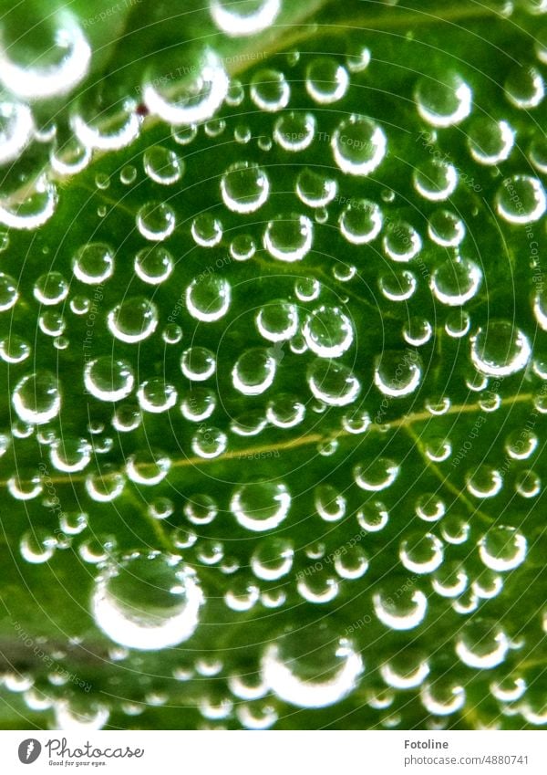 At the bottom of a leaf of fresh mint in clear water collected quite a lot of small air bubbles. Leaf Green Mint Fresh Beverage Cold Summer Refreshment Rachis