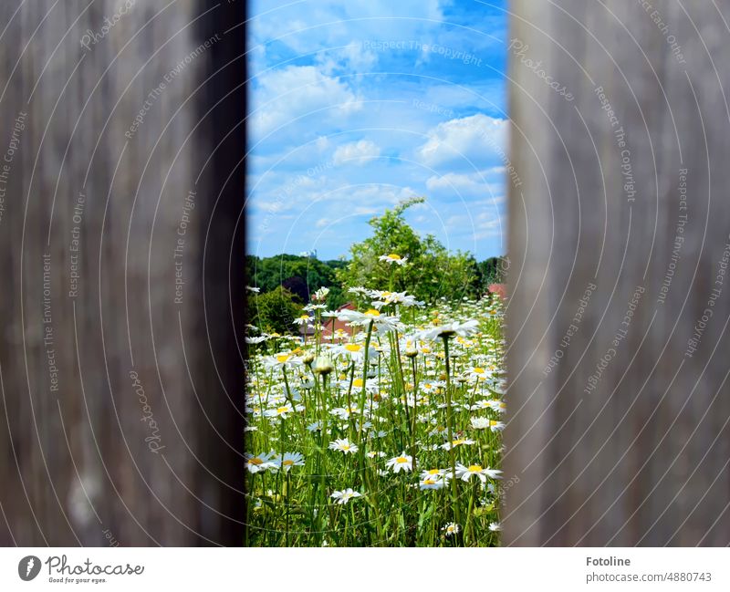 I looked through the wooden fence and discovered this idyllic garden with lots of daisies. Marguerite Flower Blossom Summer Nature Plant Exterior shot