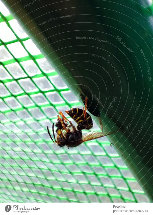 The other day in my greenhouse: a wasp gleefully eats a fly it has been hunting in the greenhouse. Wasps Insect Macro (Extreme close-up) Animal Grand piano