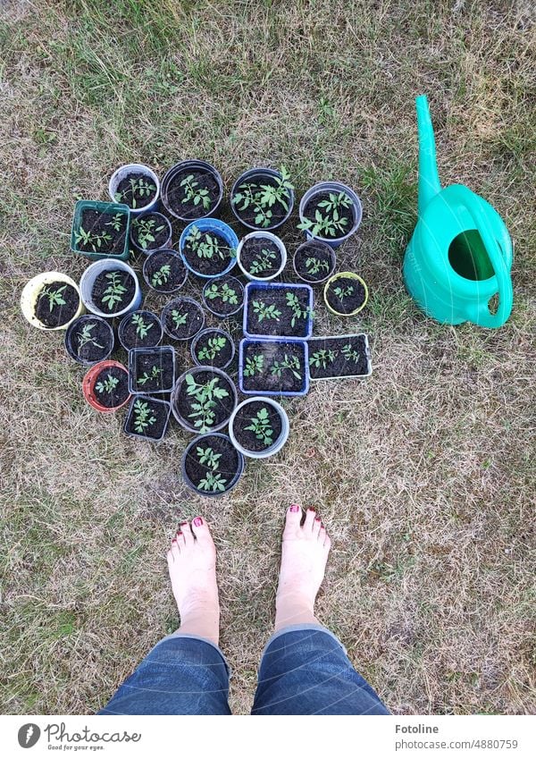 Barefoot, she stands in front of many small flower pots in which she has just potted young tomato plants. She has watered the plants with the green watering can.