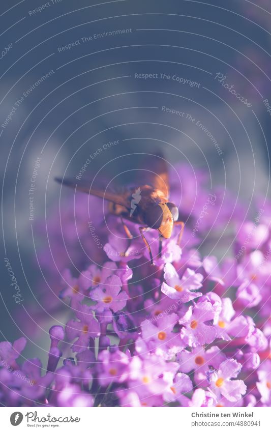 A hungry hornet hoverfly on the purple inflorescence of a butterfly bush Hornet hoverfly blue hoverfly Giant bumblebee hoverfly Hover fly Insect Close-up