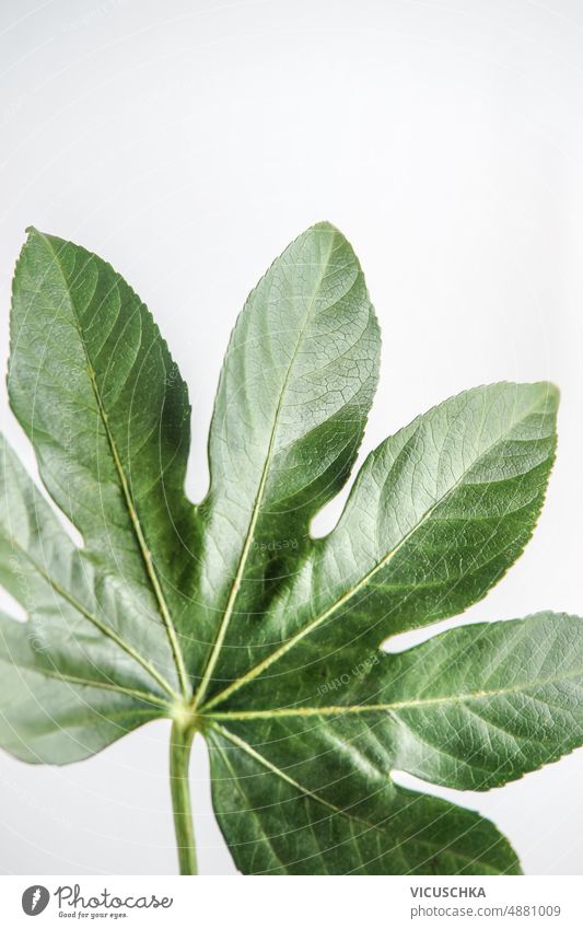 Close up of tropical green leaf at white background. object close up nature front view plant backdrop botany flora leaves natural texture