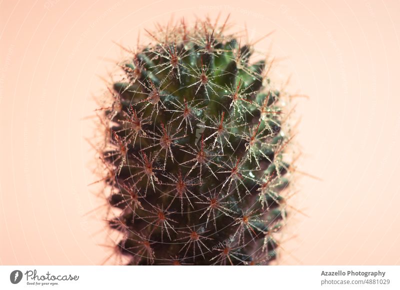 Close up image of a cactus on warm pink background. still life pastel minimalism calming coral green orange pastel colors abstract single object nature studio