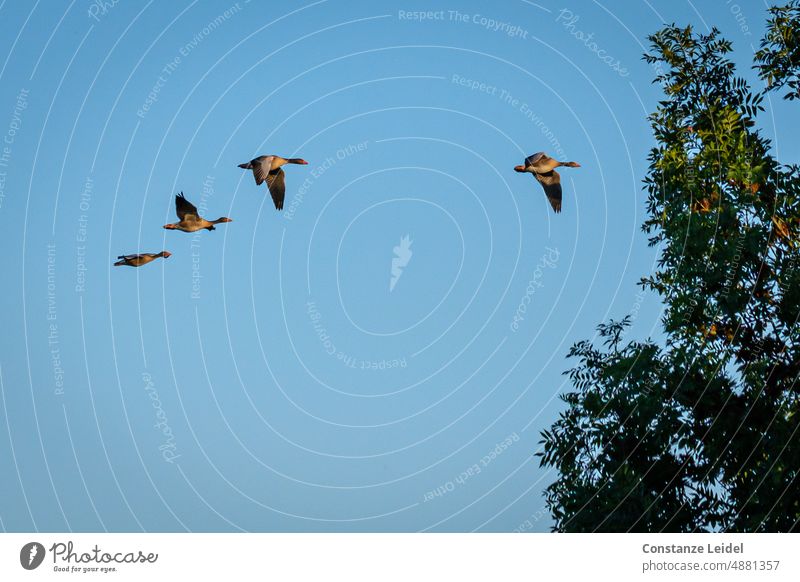 Four Egyptian geese in flight against blue sky with tree at right edge. birds animals Evening Sleeping place Idyll overnight Nile geese Nile Goose Growth