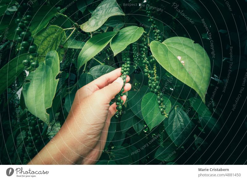 Close up of green peppercorns at an all natural organic pepper plantation organic pepper farm eco-friendly sustainability environmental friendly healthy