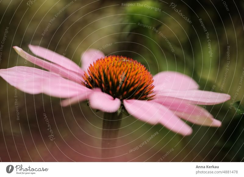 The purple coneflower purple echinacea Rudbeckia Violet Pink Strengthen the immune system medicinal plant Blossom Summer blurriness Close-up