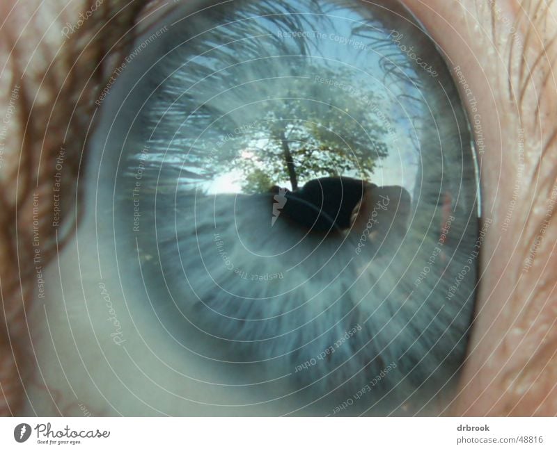 eye Eyelash Tree Pupil Reflection Meadow Leaf Eyes blue eyes Face Macro (Extreme close-up) Sky Far-off places Landscape detail. Lie Exterior shot