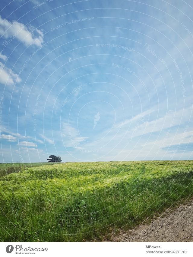 At the edge of the field Field Margin of a field Tree Wheatfield Treetop Tree Sky Nature Blue Clouds Summer Cornfield acre Barley Agriculture Grain Grain field