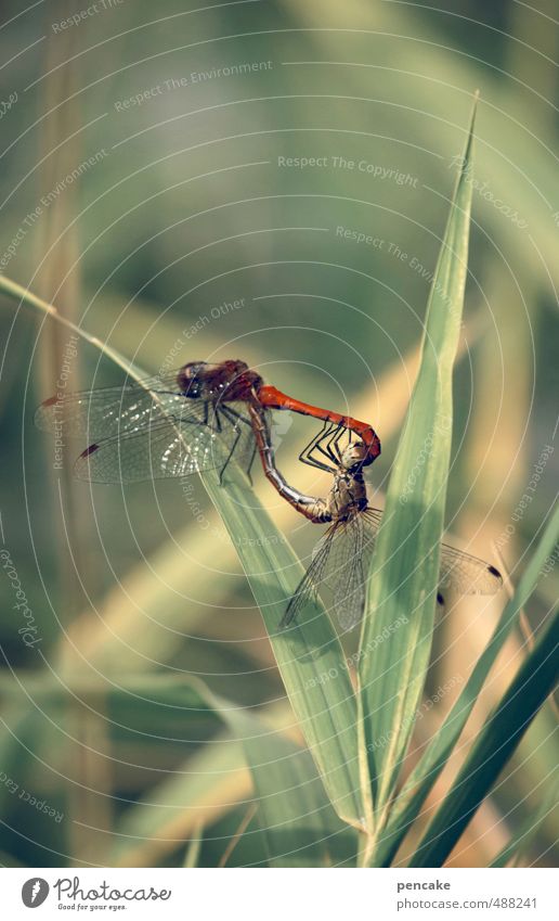 Dancing pas de deux Environment Nature Plant Animal Elements Summer Autumn Lakeside Dragonfly 2 Sign Esthetic Athletic Green Red Idyll Uniqueness Future Dance